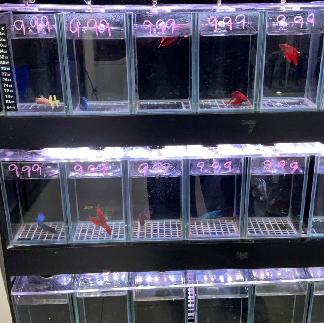 Betta Fish $10.99 ( hembras)