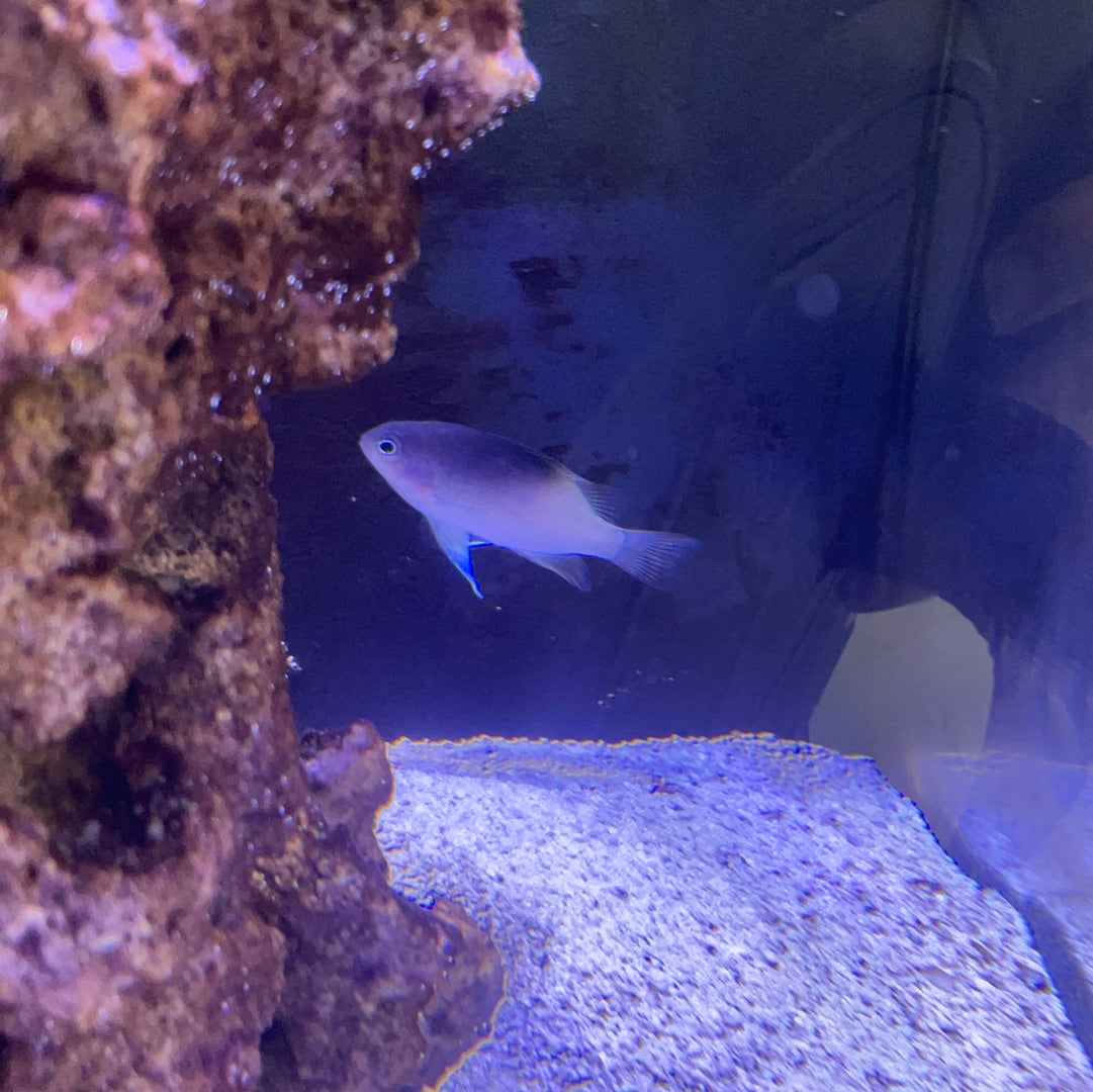 Damsell Fish