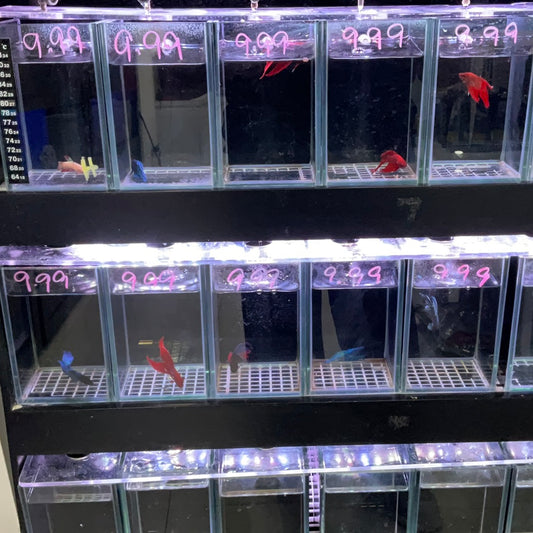 Betta Fish $10.99 ( hembras)