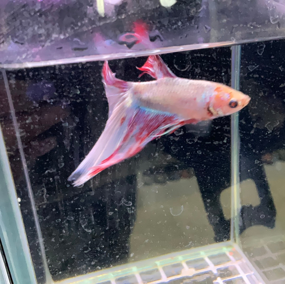 Betta Fish $19.99