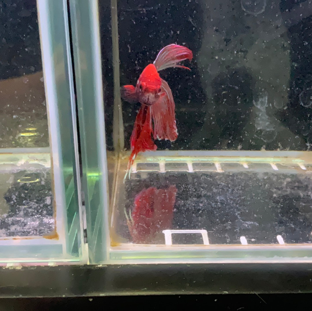Betta Fish $19.99