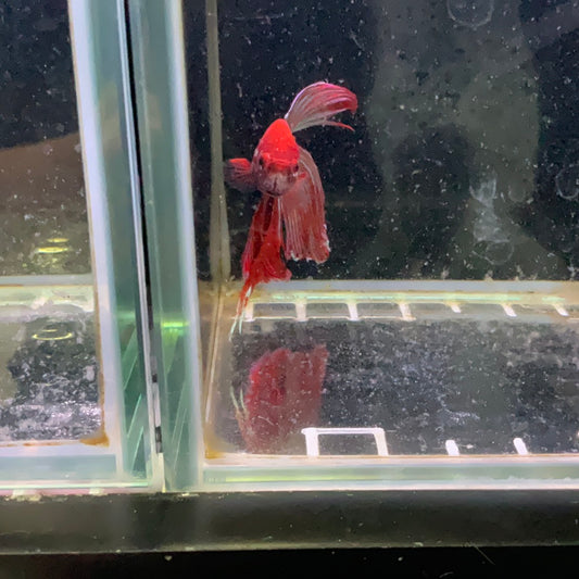 Betta Fish $19.99