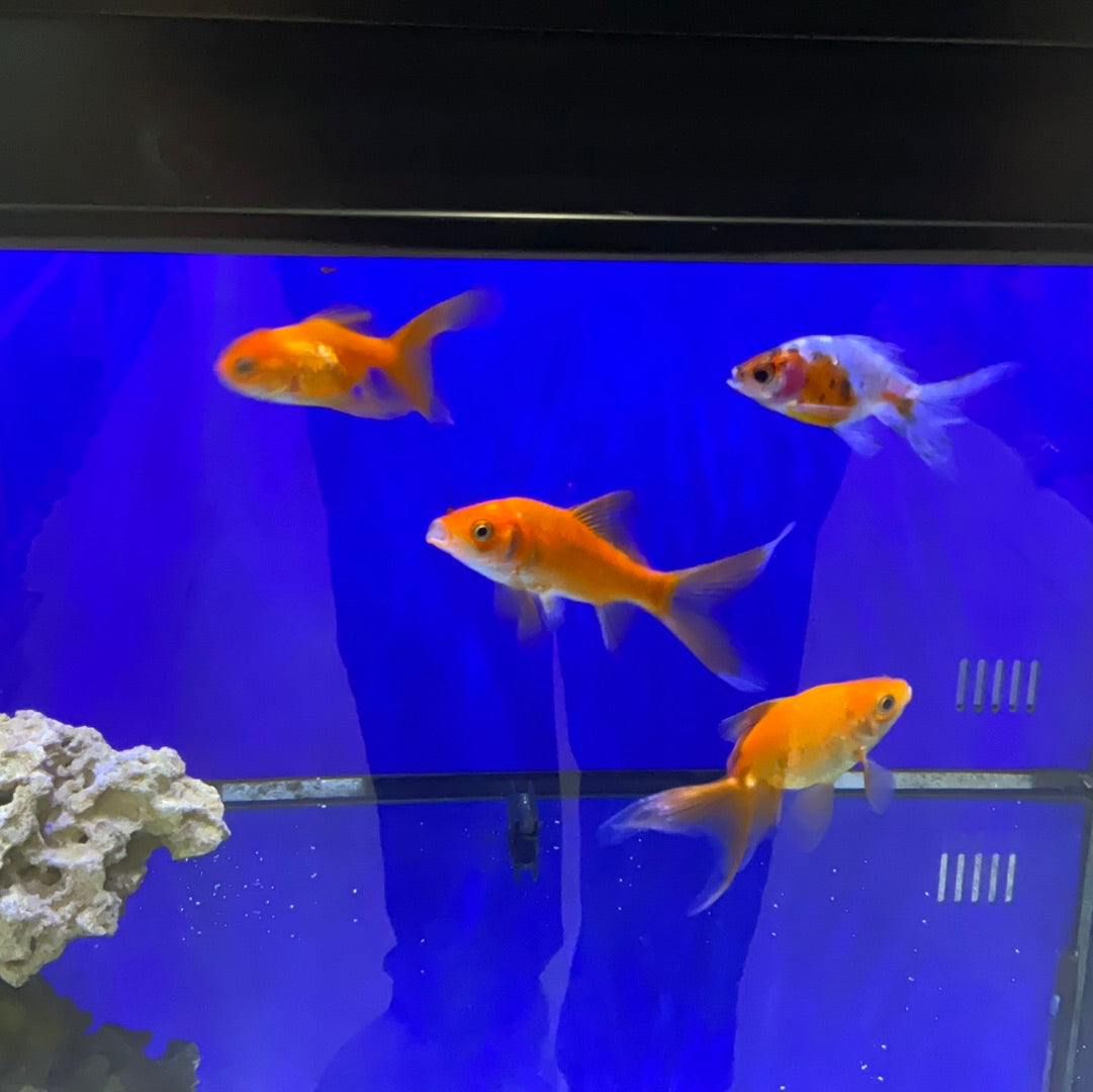 Goldfish