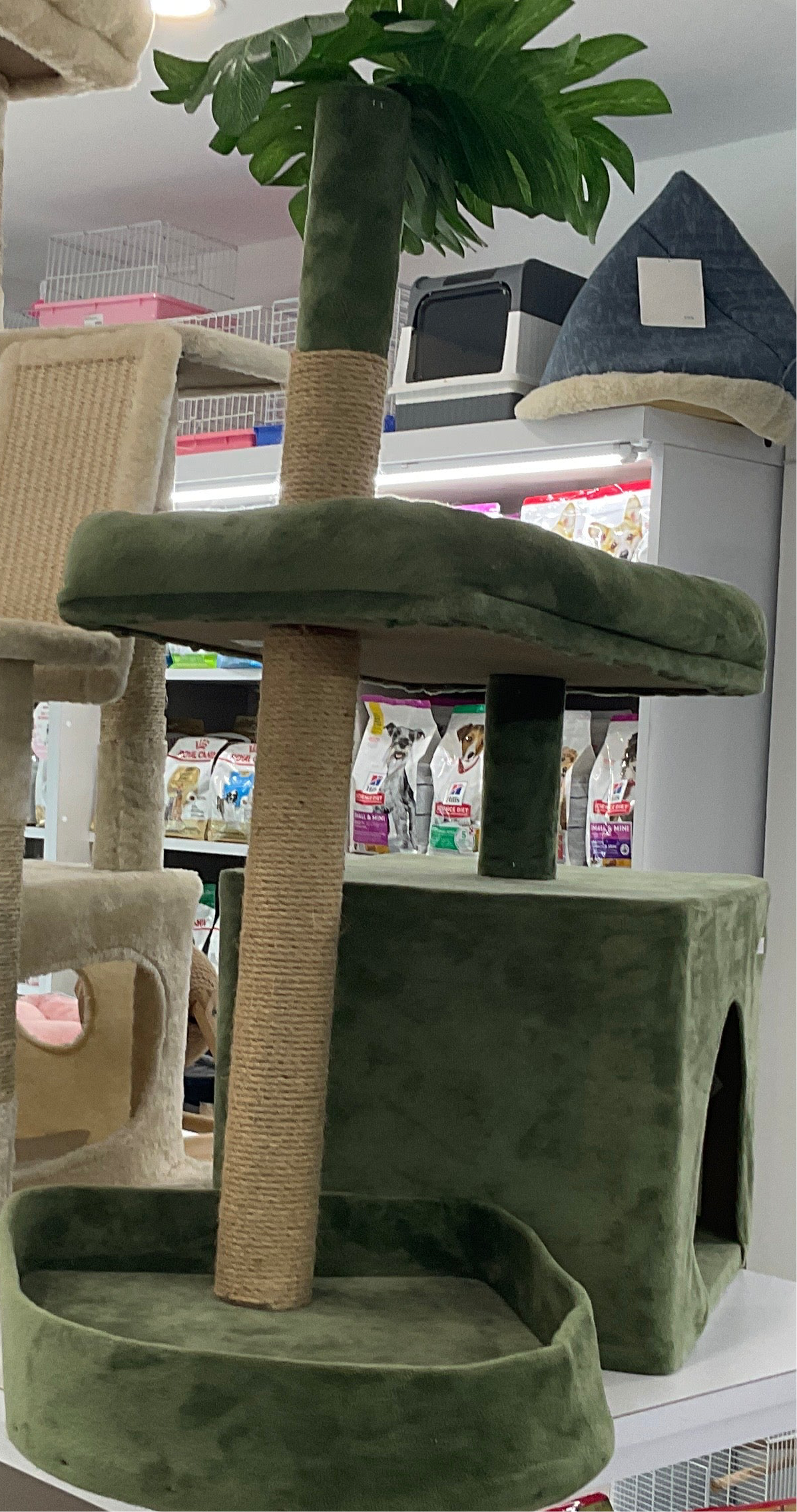 Cat Tower with Palm