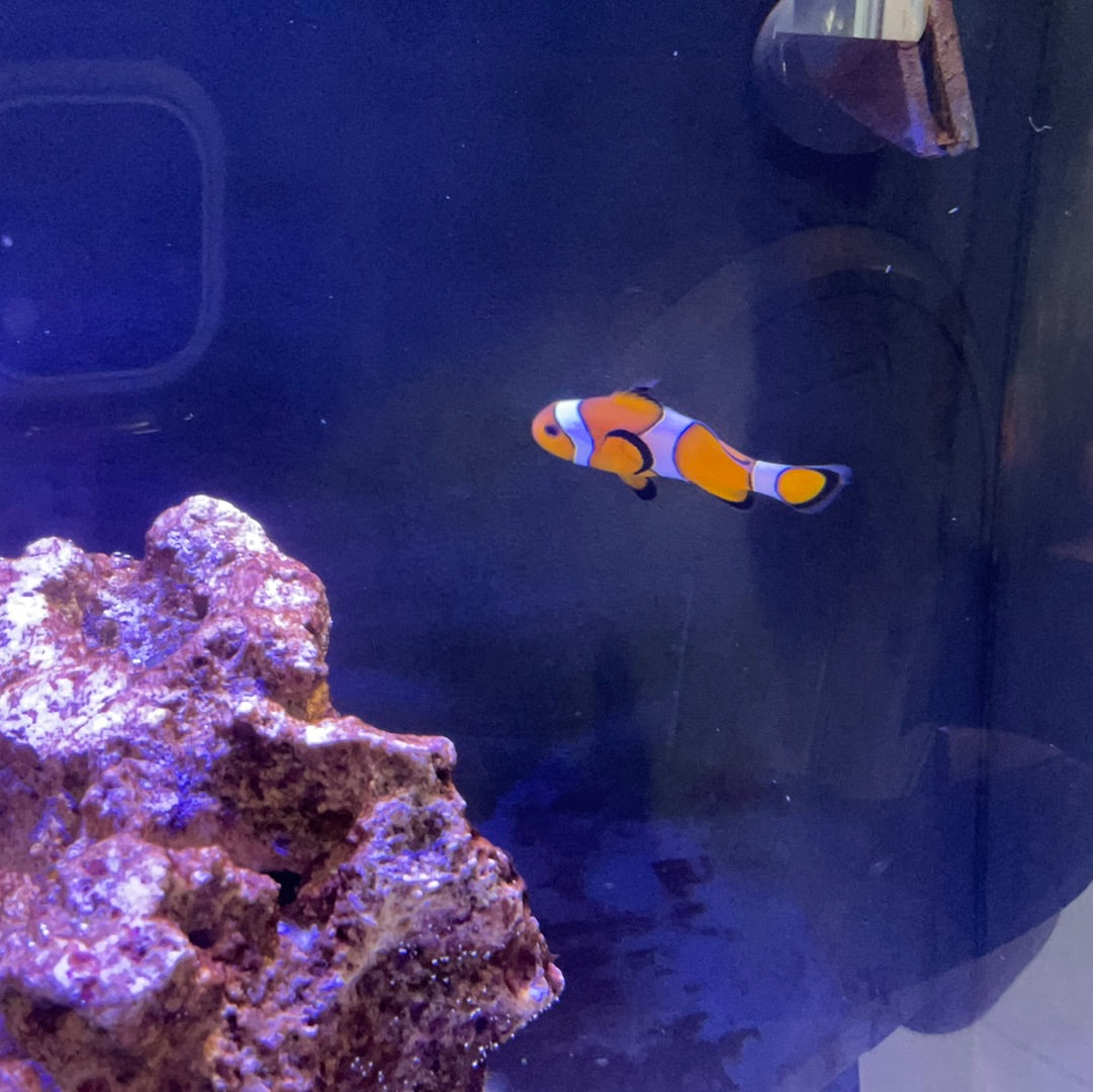 Clown Fish