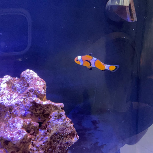 Clown Fish