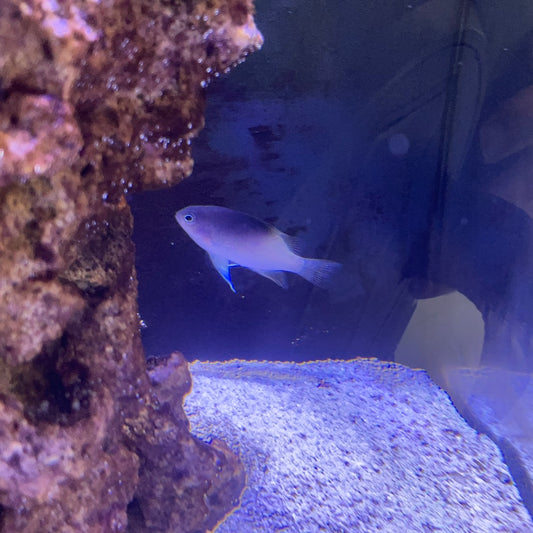 Damsell Fish