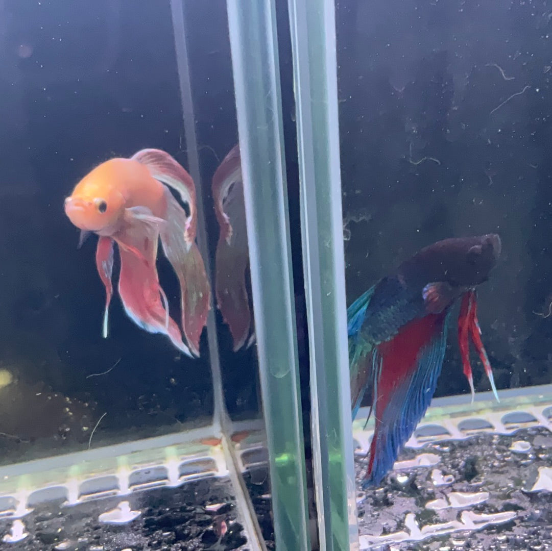Betta Fish $16.99