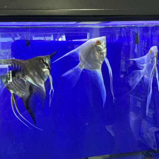 Angel Fish